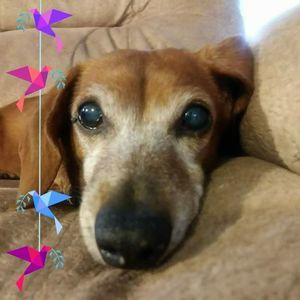 Meet your Posher, Carrie